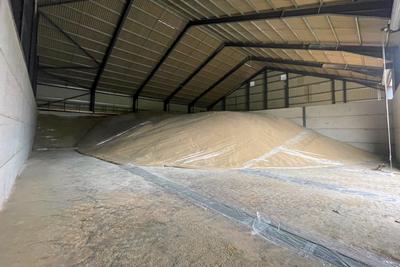 Large grain store with substantial grain bulks covered with polythene fumigation sheets