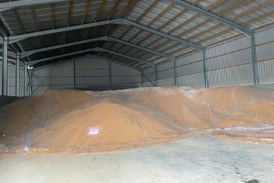 Grain store interior with a bulk grain heap partially sealed with polythene sheeting and a fumigation warning sign