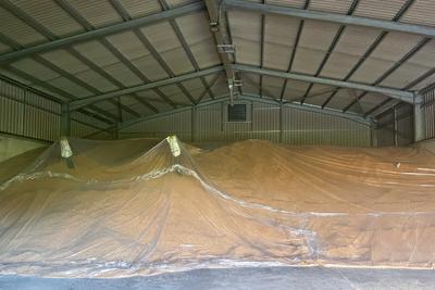 Grain bulks sealed with polythene sheeting and monitoring tubes inside a grain store
