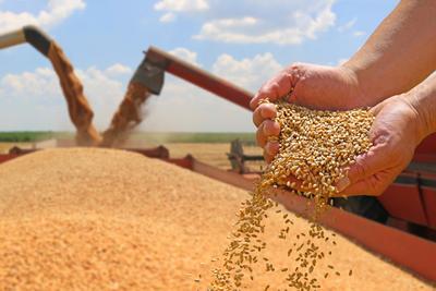 Hands holding freshly harvested wheat grain with a combine harvester loading grain in the background