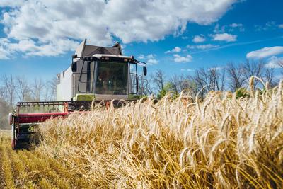 A combine harvester working through a field of ripe wheat under a blue sky